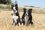 BORDER COLLIE 109